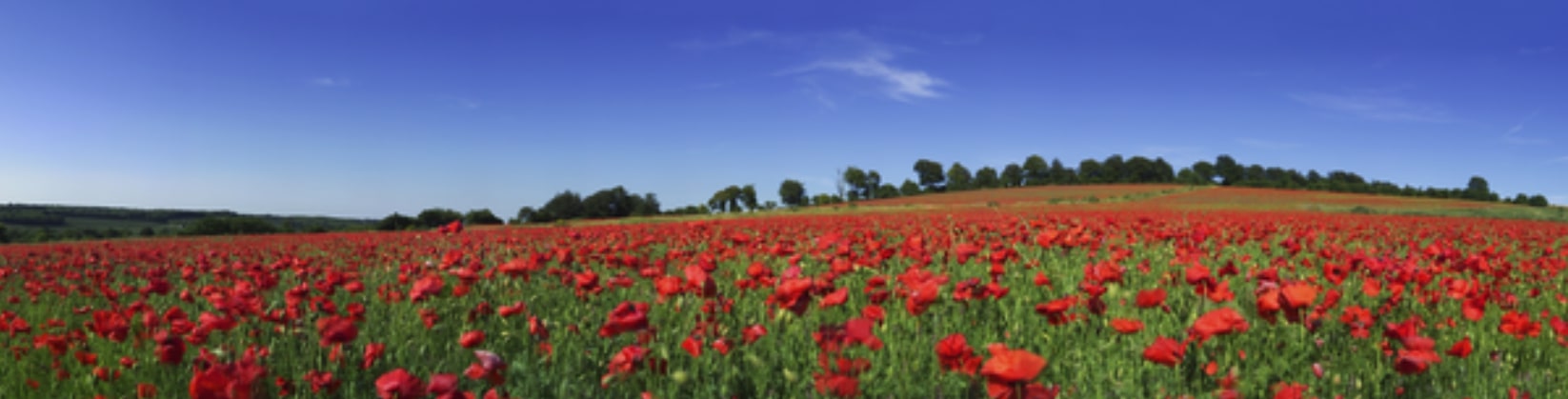 fleur a couper