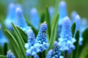 fleur bleue