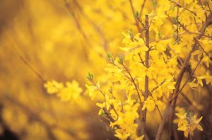 fleur jaune