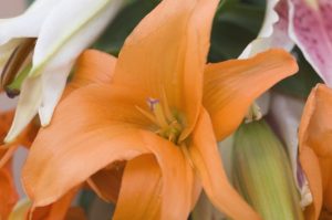 fleurs orange